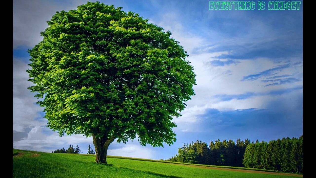 Летнее дерево фото Lonely Tree Relaxing Meditation Stress free sleep Beat Insomnia Ambiance - YouTu