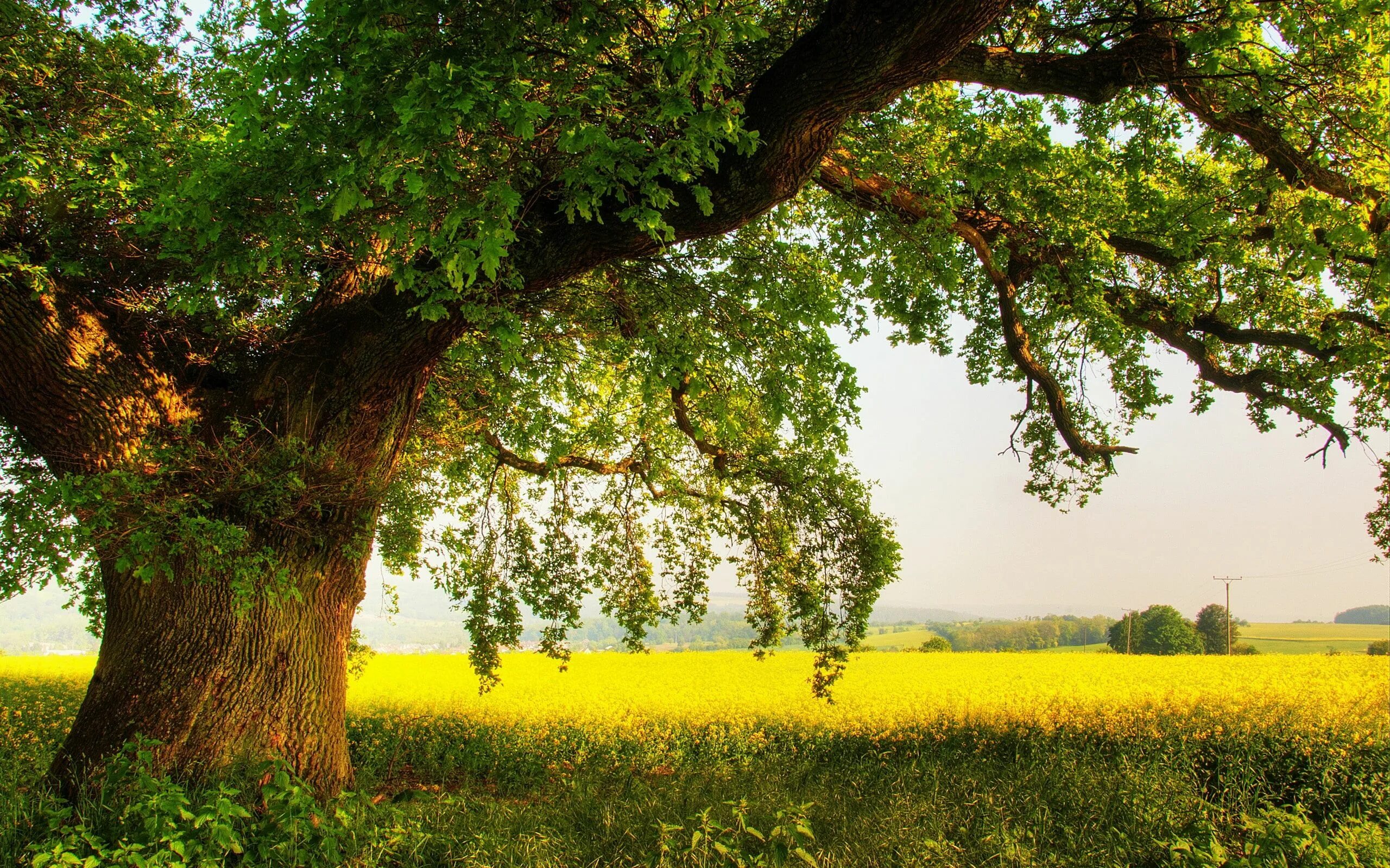 Летнее дерево фото The shade of oak in summer, green leafed tree #Shade #Oak #Summer #2K #wallpaper