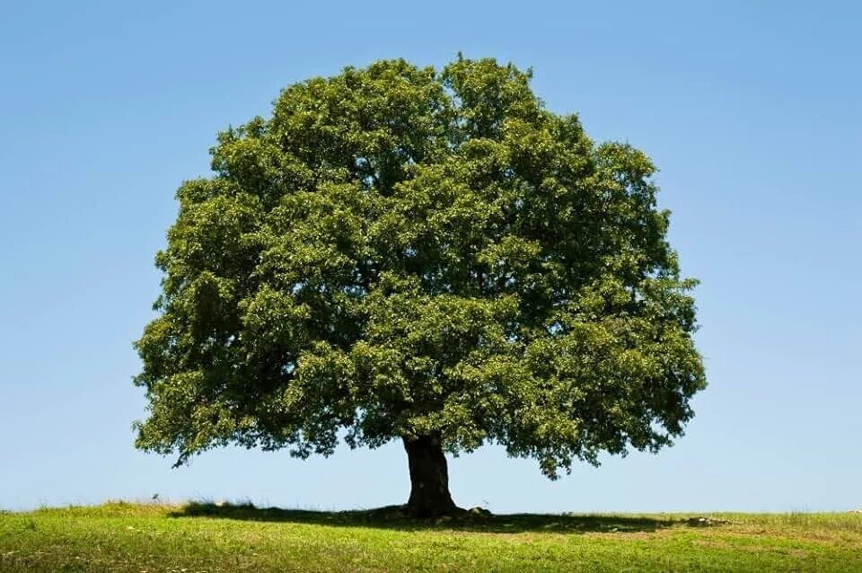 Летнее дерево фото Amazon.com: Tree Plants & Seeds - Oak: Patio, Lawn & Garden