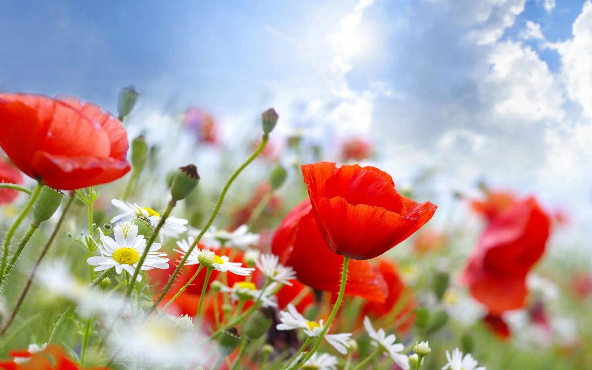 Летнее фото на рабочий Image result for маки Flowers, Red poppies, Poppies