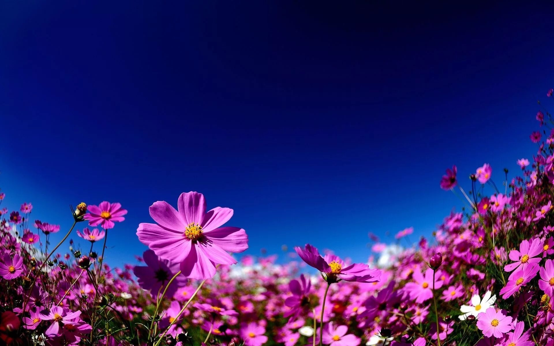 Летнее фото на рабочий Cosmos wallpaper Pink sky, Summer flowers, Wallpaper