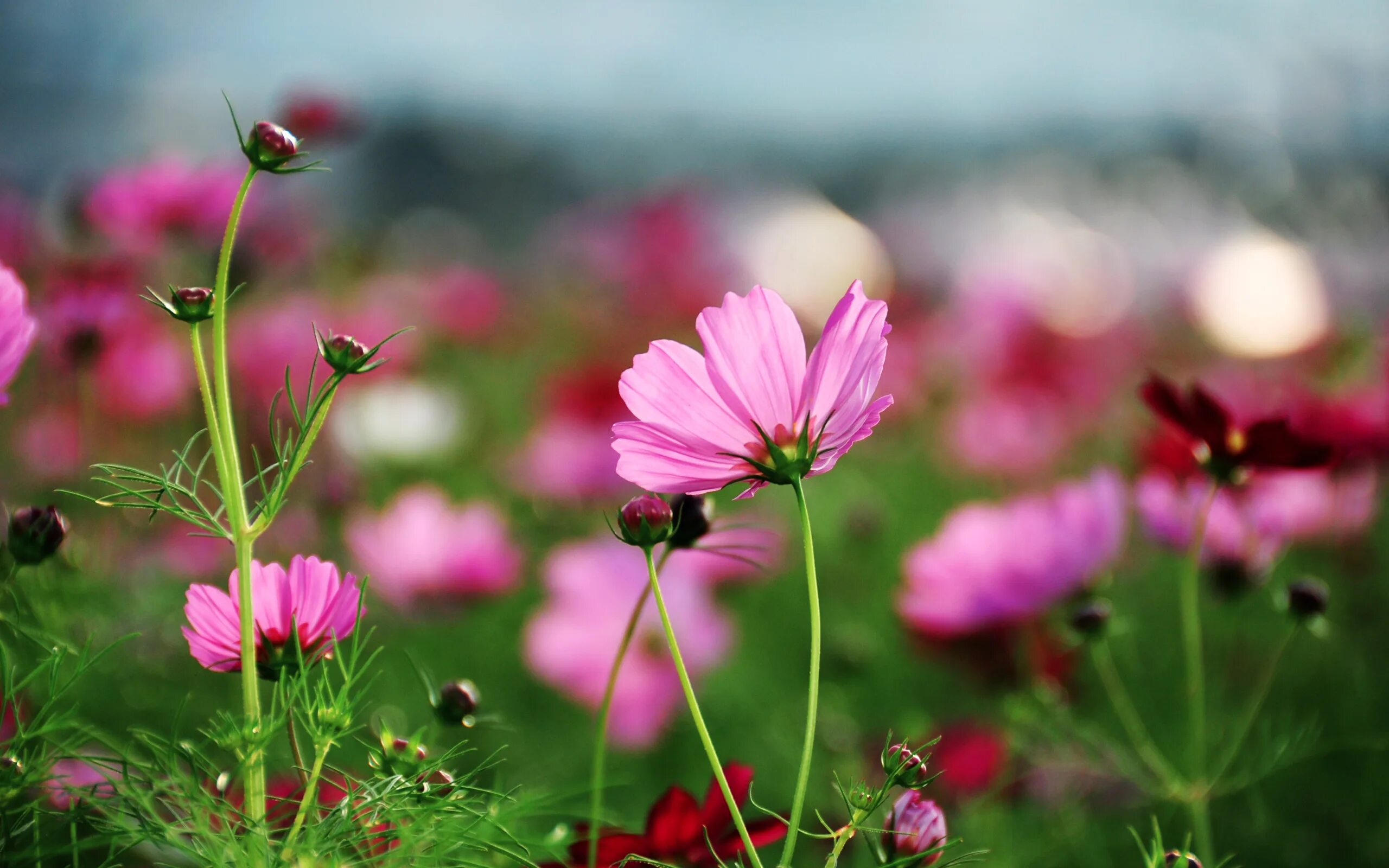 Летнее фото на рабочий Pink petals cosmai Desktop wallpapers 2560x1600