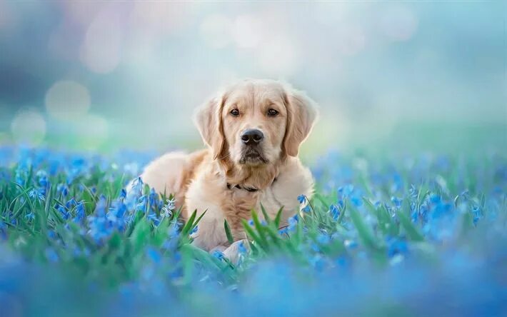 Летнее фото собаки Download wallpapers Golden retriever, blue wildflowers, brown big dog, pets, cut