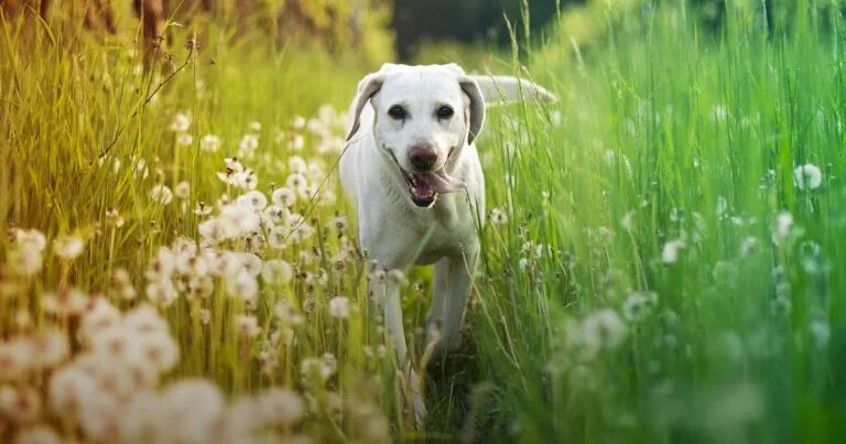 Летнее фото собаки sponsored What did 1,000 dog owners tell us about pet parasites? Vet Times