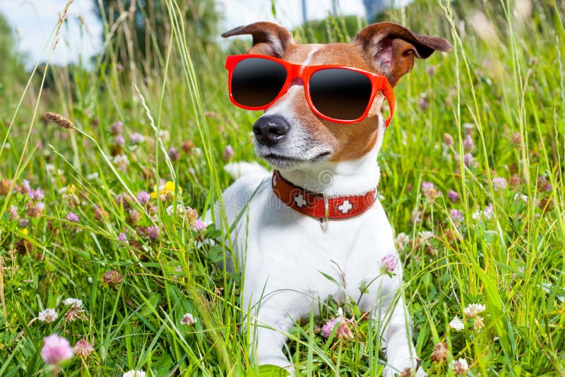 Летнее фото собаки Dog with Hat and Glasses in the Garden Stock Image - Image of animal, green: 234