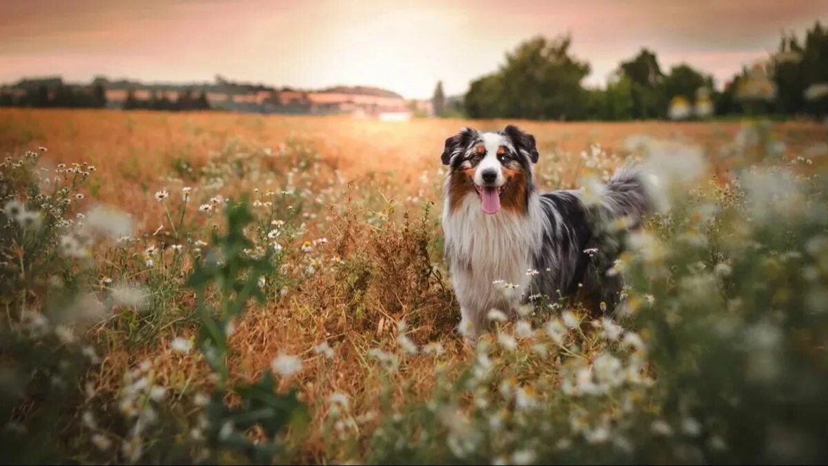 Летнее фото собаки красотка Dogs, Australian shepherd dogs, Puppies