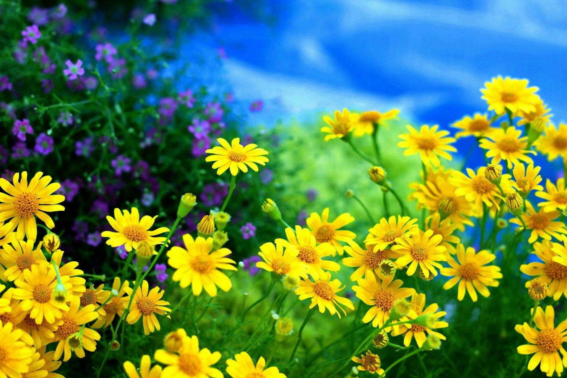 Летнее красивое фото скачать EMMA on Twitter Fleurs jaunes, Fleur jardin, Fond ecran
