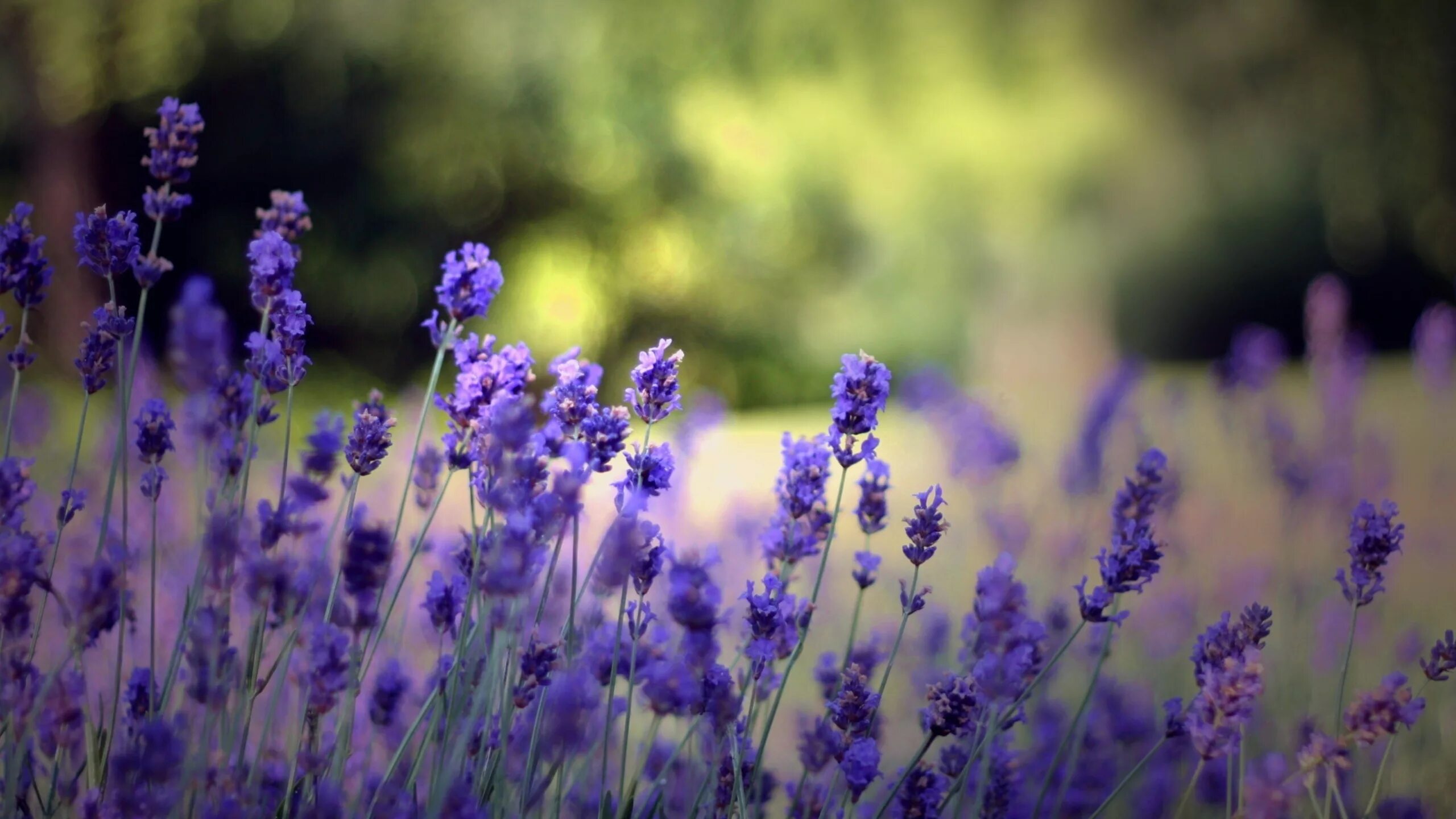 Летнее красивое фото скачать Wallpaper : flowers, nature, field, purple, blue, flower, beauty, flora, meadow,