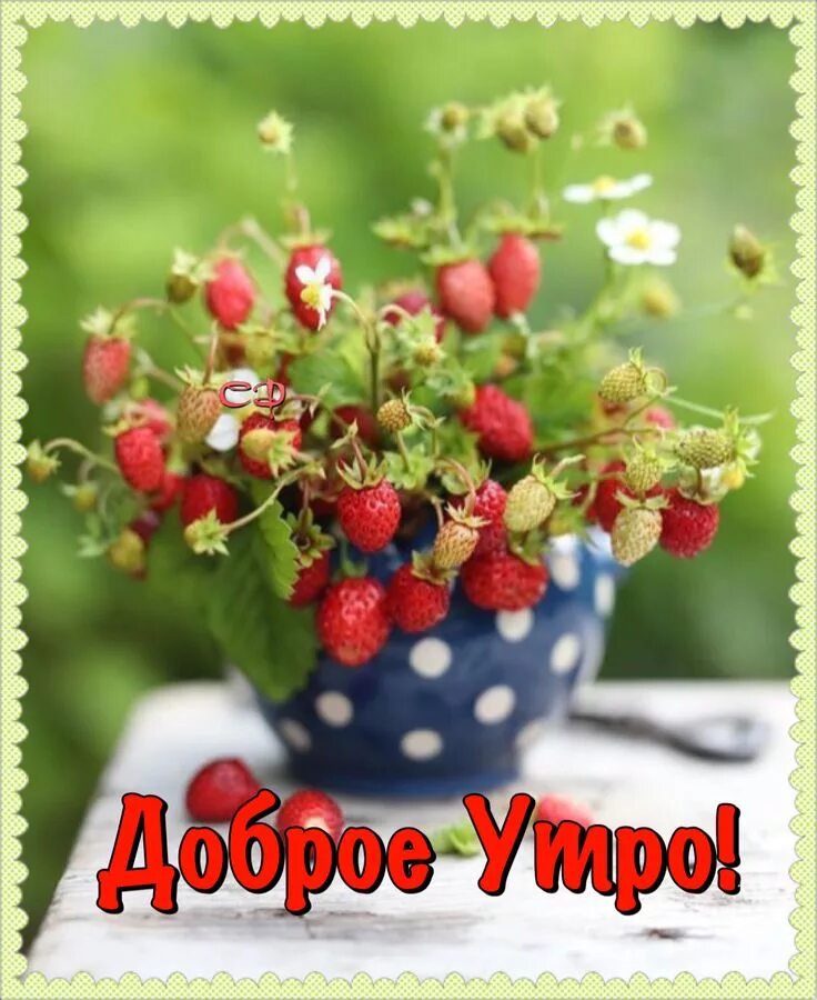 Летнее настроение доброе утро картинки позитивные Пин от пользователя Светлана на доске Доброе утро Фрукты, Ягоды, Букеты из полев