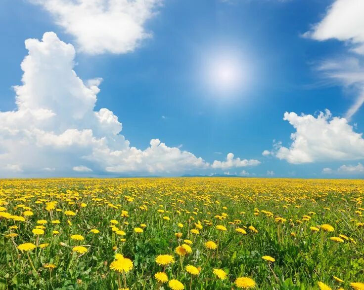 Летнее небо фото Scenery Fields Dandelions Sky Grasslands Clouds Nature wallpaper 3900x3120 41661