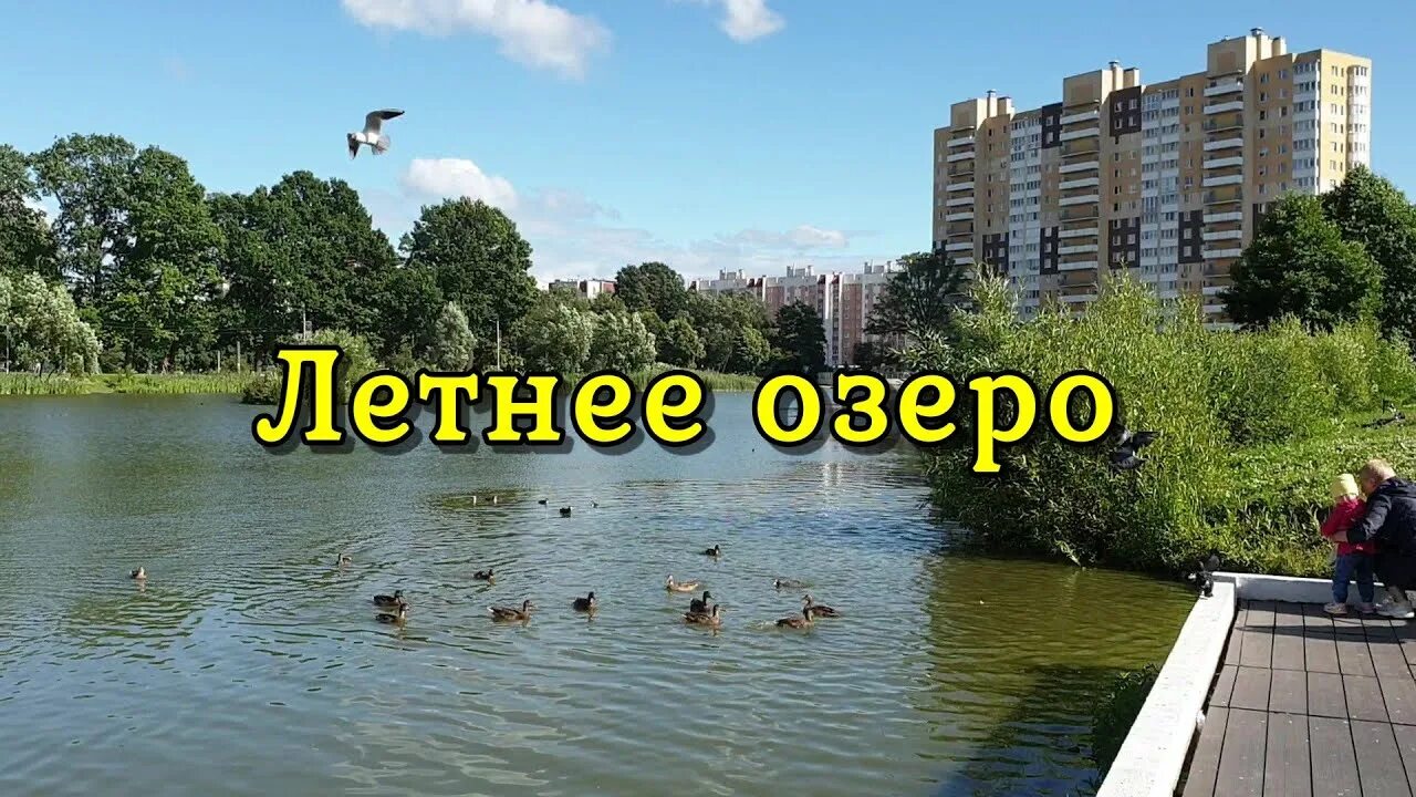 Летнее озеро калининград фото Калининград, Летнее озеро/ лето 2020 - YouTube
