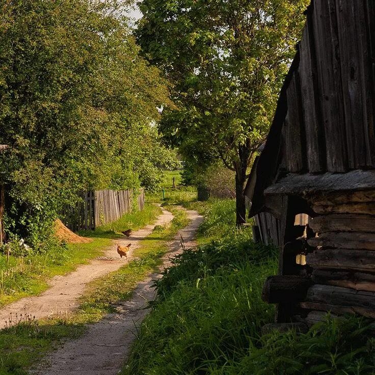 Летние деревенские фото Country roads, Tree, Country