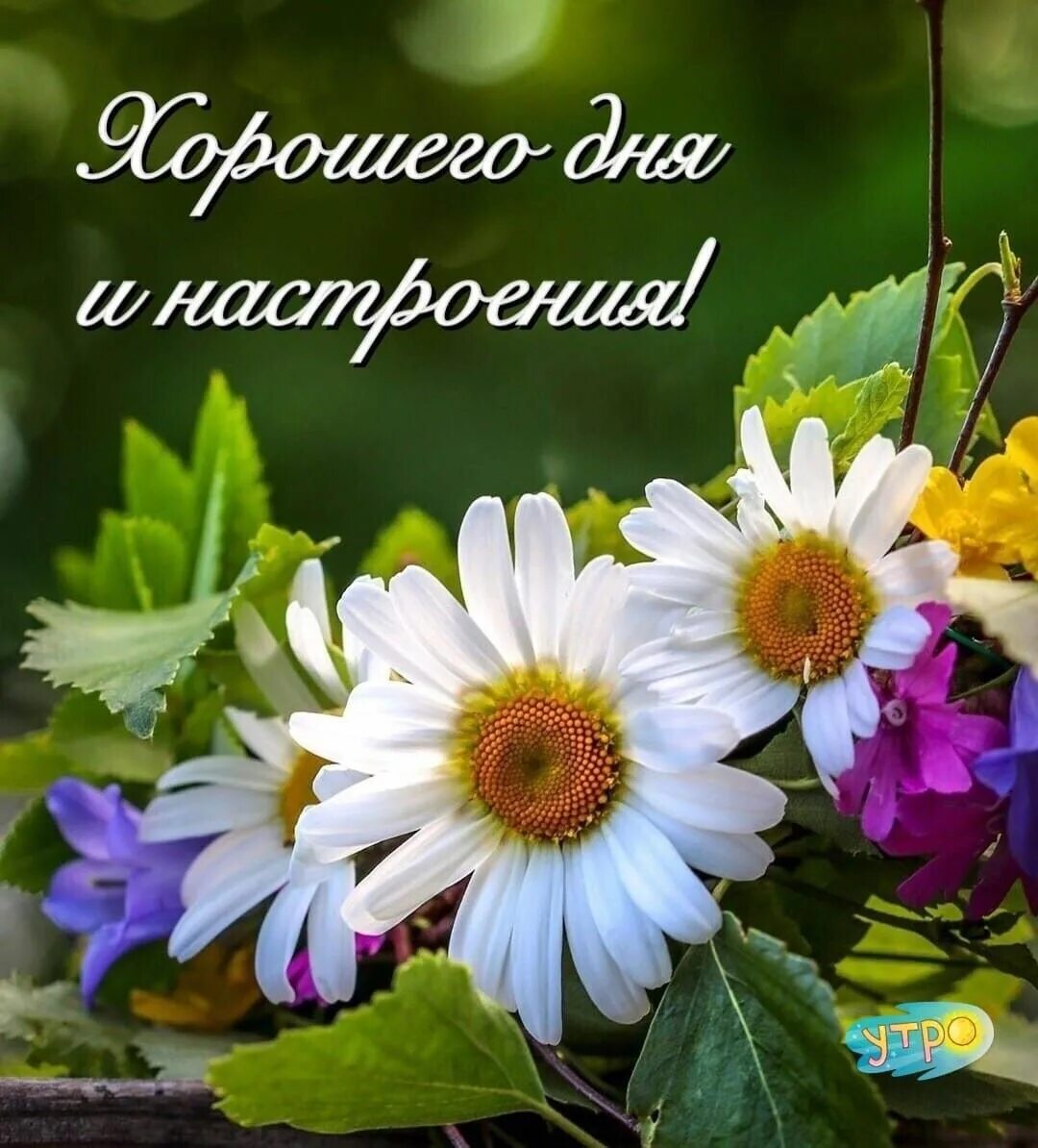 Летние фото с пожеланиями Pin by Ольга Кашкина on Пожелания Montreal botanical garden, Happy birthday wish