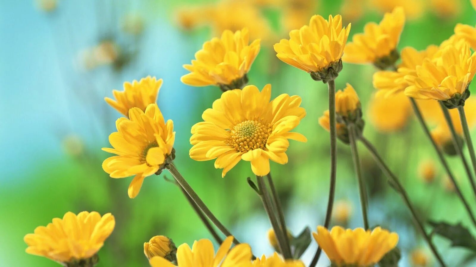 Летние фото желтые Flower Homes: Beach Flowers Flower desktop wallpaper, Yellow flower wallpaper, B