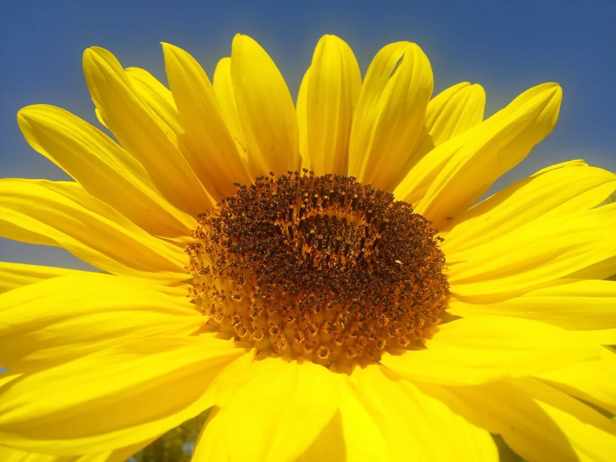 Летние фото желтые Free Images : nature, field, petal, garden, close, flora, yellow flower, seeds, 
