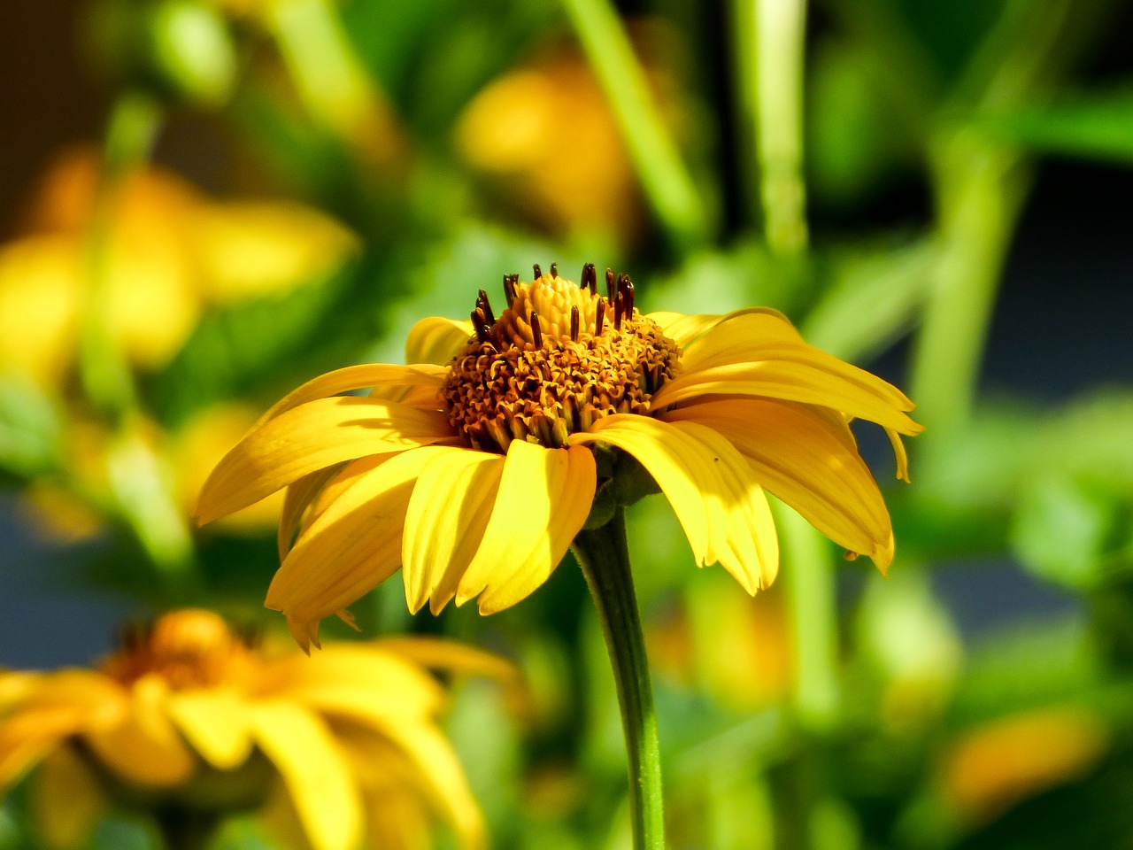 Летние фото желтые Flower,summer,yellow flower,nature,summer plants - free image from needpix.com