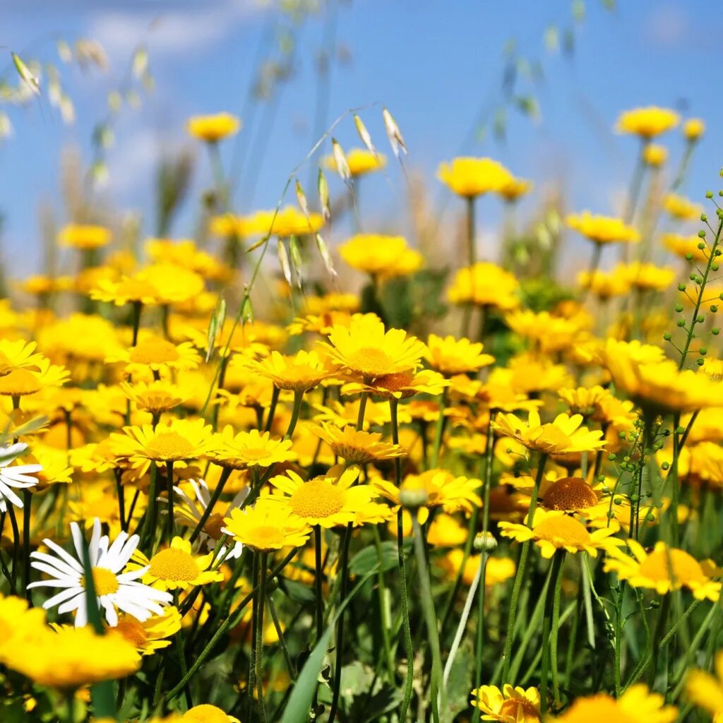 Летние фото желтые Download wallpaper field, the sky, flowers, chamomile, meadow, section nature in