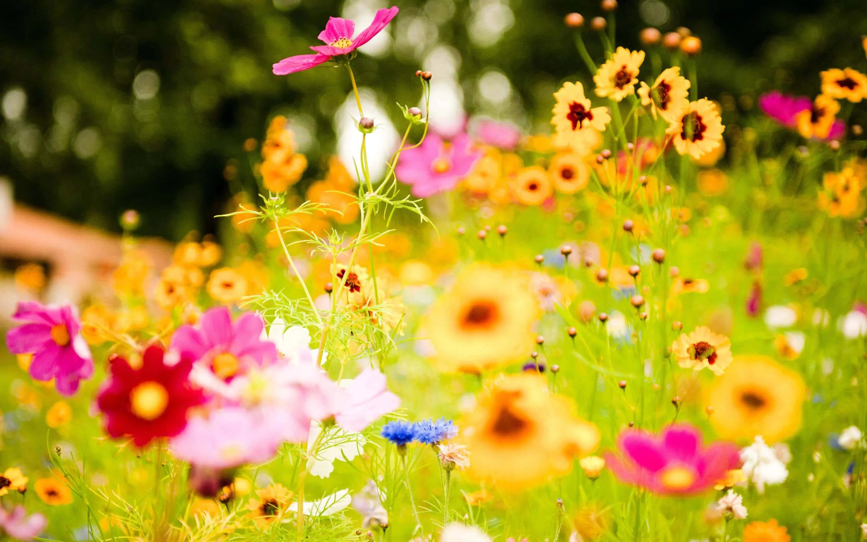 Летние картинки красивые новые позитивные Download a field of colorful flowers in the sun Wallpapers.com