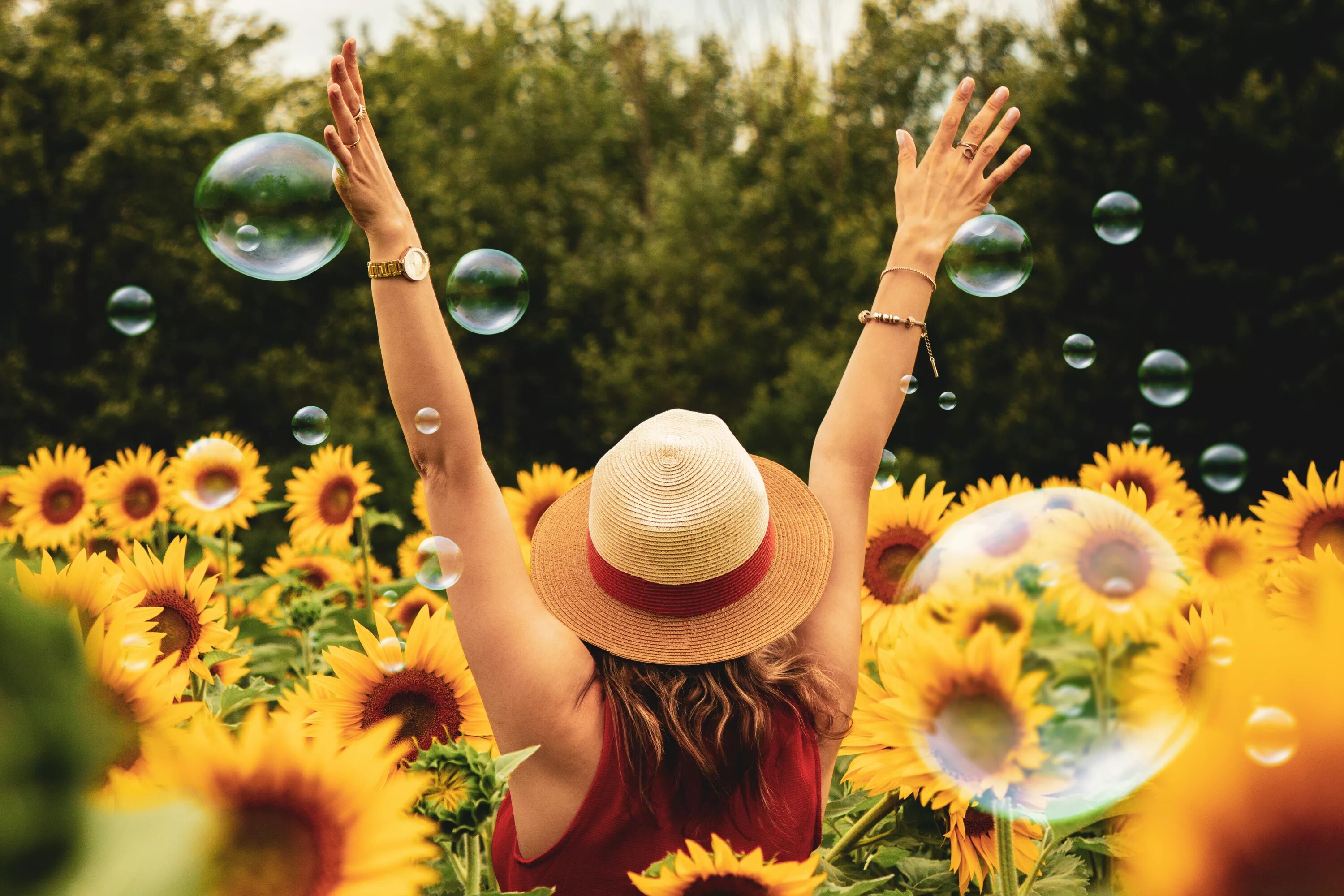 Летние картинки красивые новые позитивные Free Images : yellow, spring, flower, summer, plant, happy, sunlight, organism, 