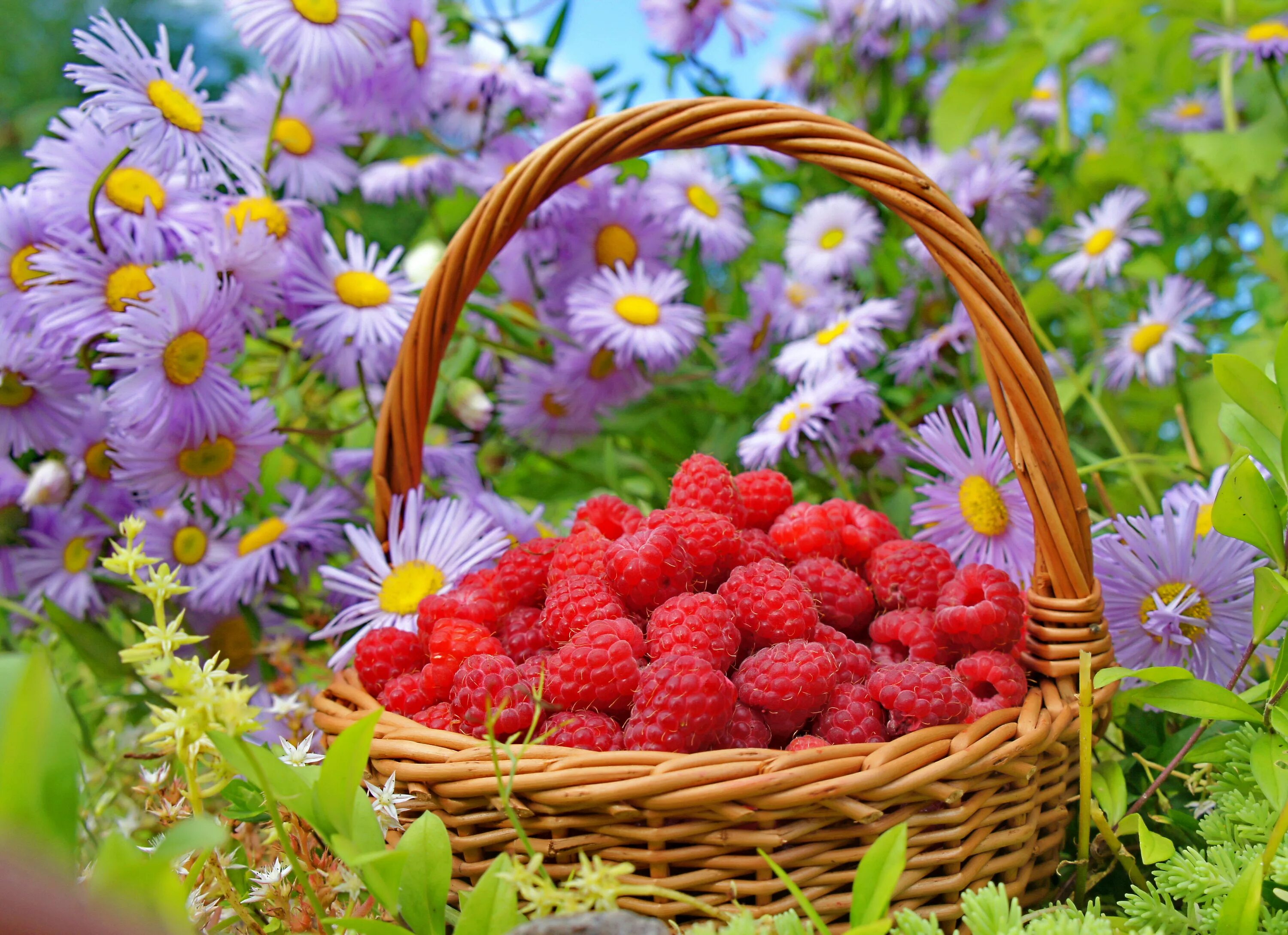 Летние картинки красивые позитивные Wallpaper : food, flowers, garden, fruit, berries, basket, raspberries, autumn, 