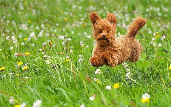 Летние картинки животных Download wallpapers Toy Poodle, flying dog, lawn, cute animals, dogs, pets, Toy 