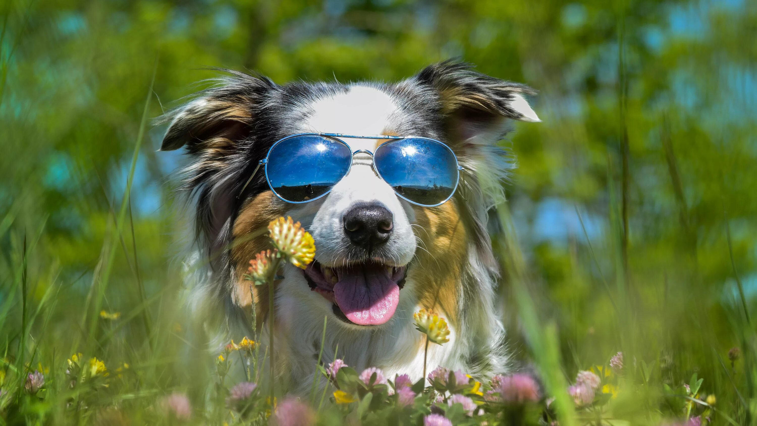 Летние картинки животных Download wallpaper language, summer, stay, glade, dog, glasses, clover, bright, 
