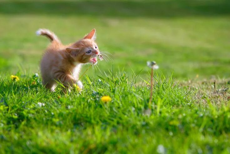 Летние картинки животных A Taste of the World' Corgi, Kittens, Dogs