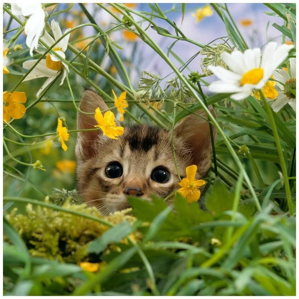 Летние картинки животных iveliq100's image Кошки и котята, Котенок, Котята