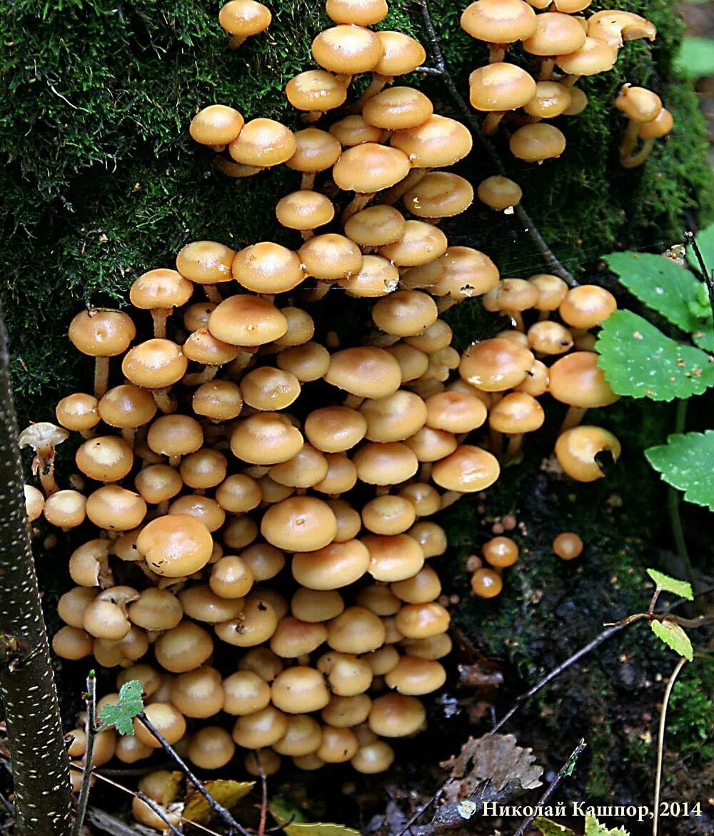 Летние опята фото Опенок летний (Kuehneromyces mutabilis) фотографии, видео и истории
