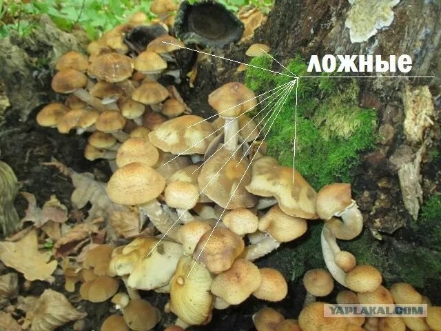 Летние опята фото как отличить Опята пошли! - ЯПлакалъ