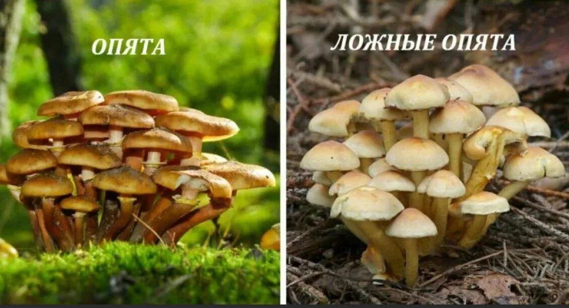 Летние опята фото как отличить Post #56976 - Новости Москвы (@moscowmap)