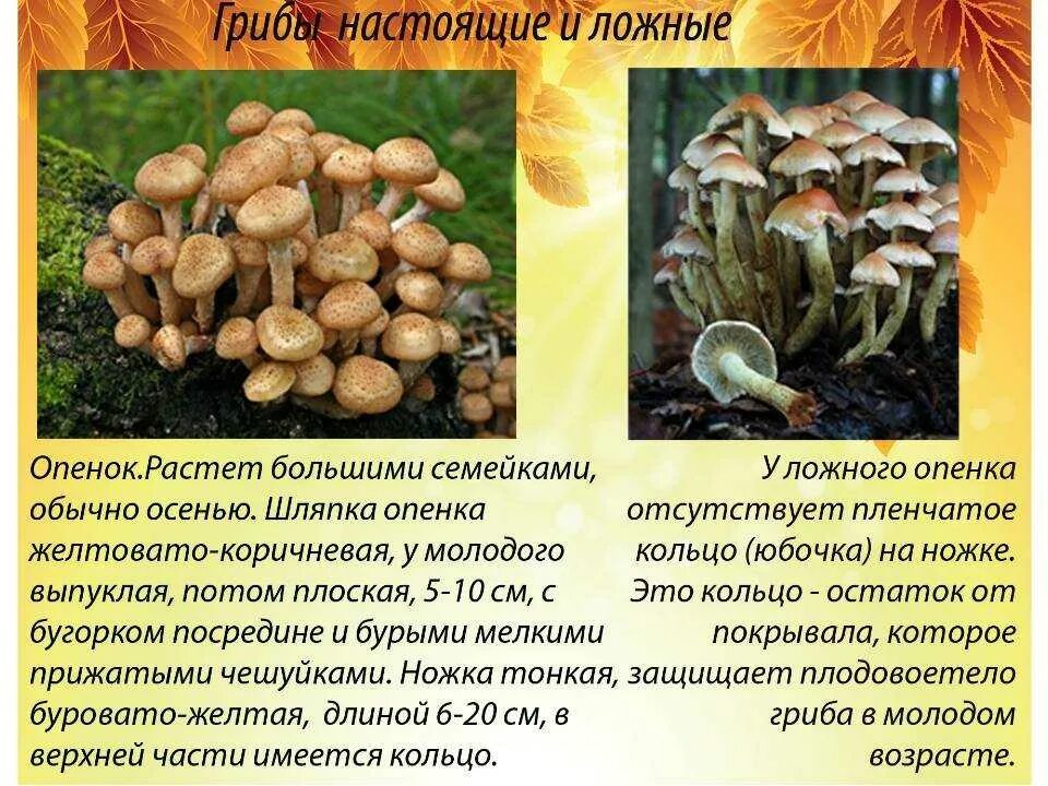 Летние опята фото как отличить Опенок осенний отличия