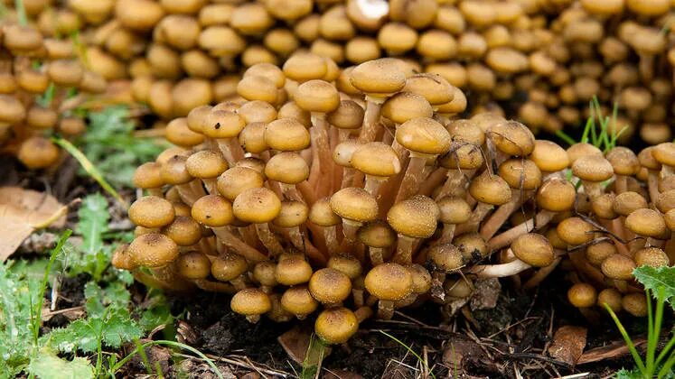 Летние опята фото как отличить Honey Mushroom - The largest living organism in the world