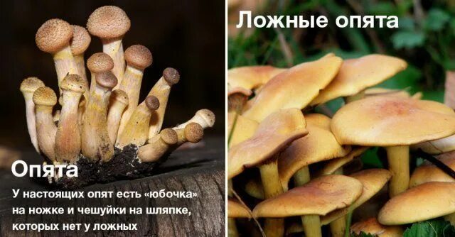 Летние опята фото как отличить Грибы - как отличить съедобные от несъедобных Stuffed mushrooms, Food, Vegetable