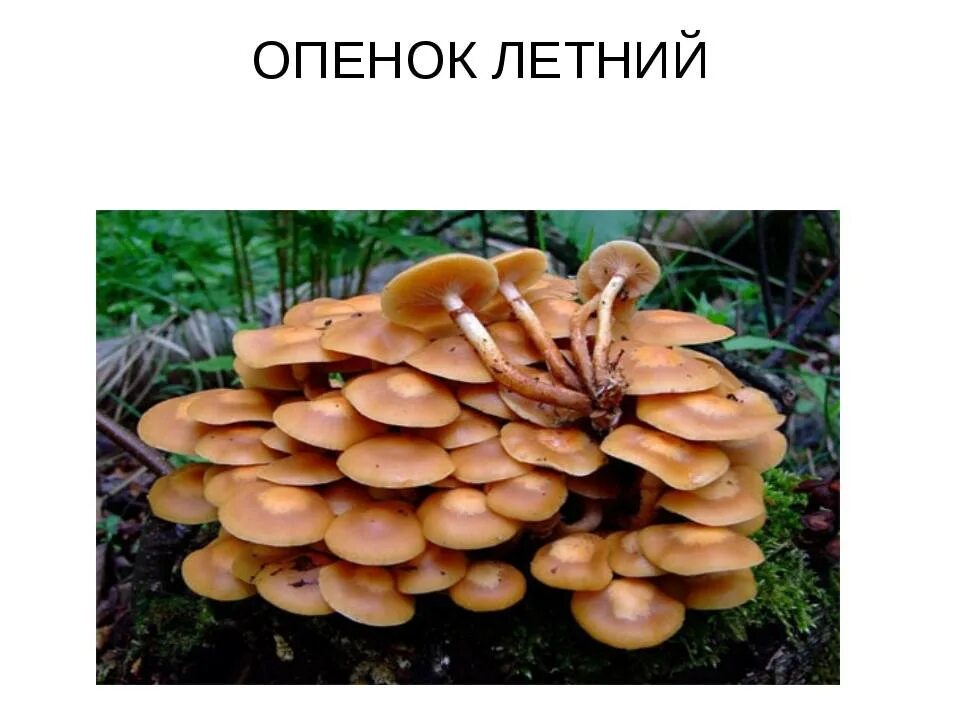 Летние опята фото как отличить Опенок летний: фото, описание, рецепты приготовления гриба, а также как отличить
