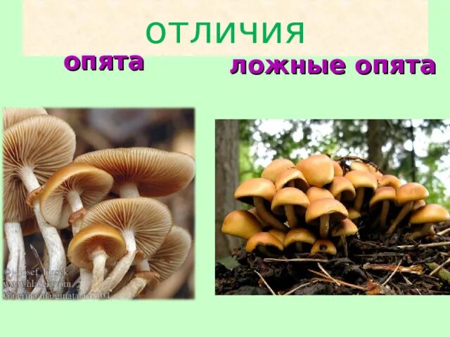 Летние опята фото как отличить Презентация к уроку окружающего мира "Съедобные и несъедобные грибы"