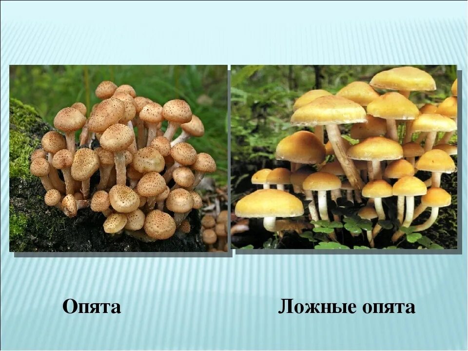 Летние опята фото как отличить В Оренбургской области семья из 4-х человек, в том числе двоих детей, отравилась
