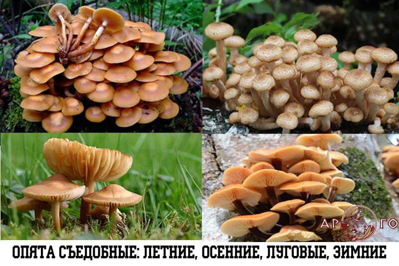 Летние опята фото как отличить Съедобные грибы как отличить от ядовитых в грибной сезон