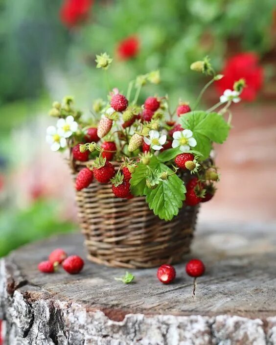 Летние открытки фото Le temps qui passe dans le jardin d'Eugénie Фруктовые композиции, Ягоды, Макросъ