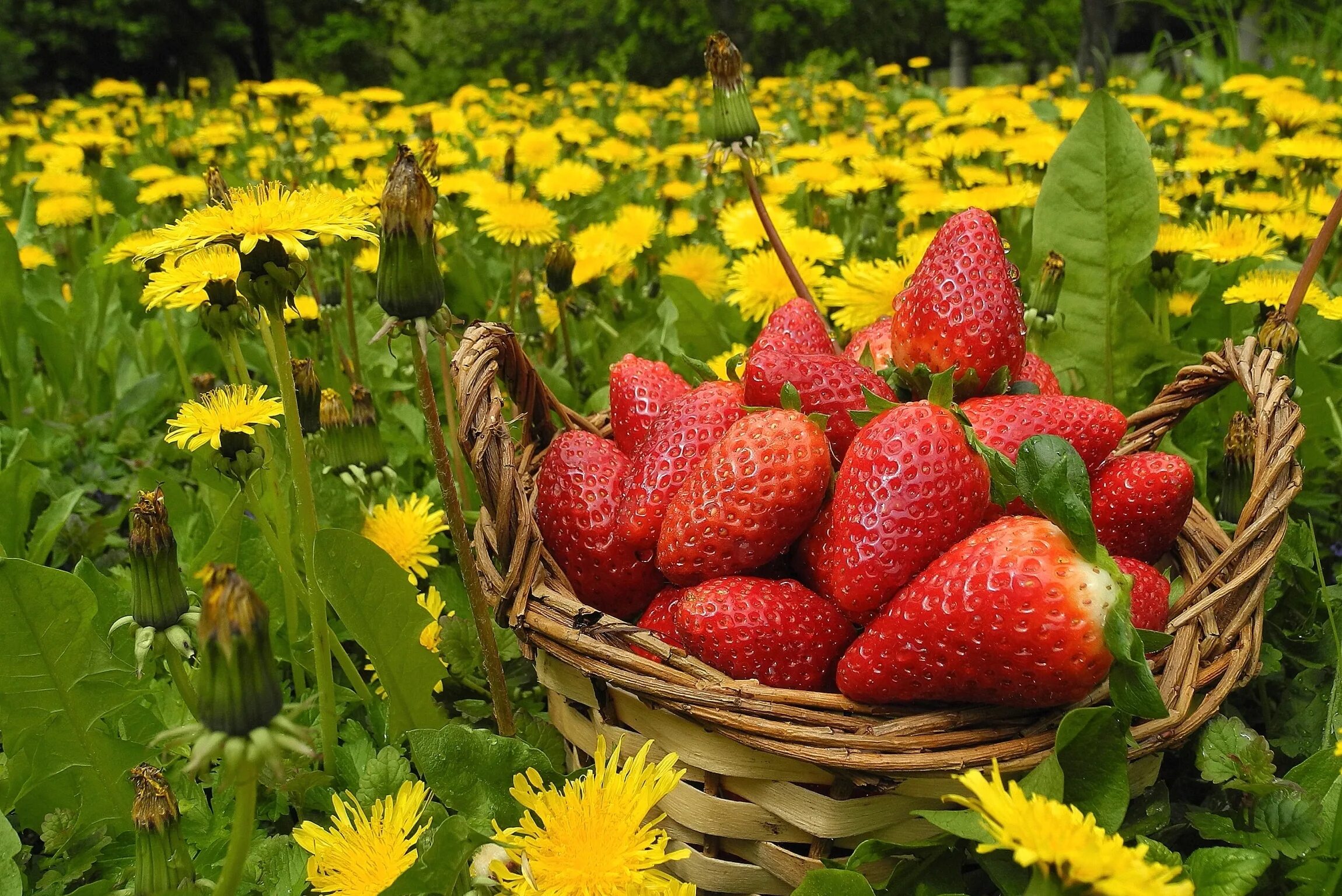 Летние открытки фото Wallpaper : flowers, berries, strawberries, grass, basket, dandelions 2300x1535 