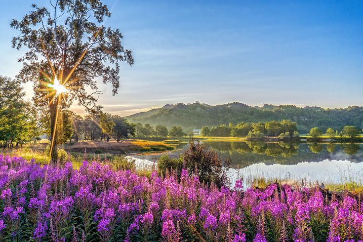 Летние пейзажи природы фото The colors of summer Beautiful nature, Sunset landscape, Landscape trees