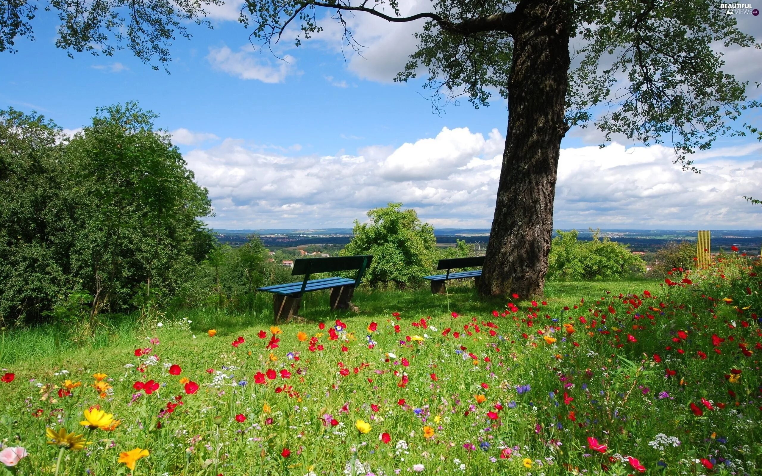Летние пейзажи природы фото viewes, trees, Meadow, bench, Flowers Spring desktop wallpaper, Spring wallpaper