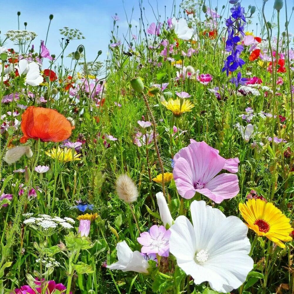 Летние растения фото Pin on доброе утро Annual plants, Perennial plants, Perennials