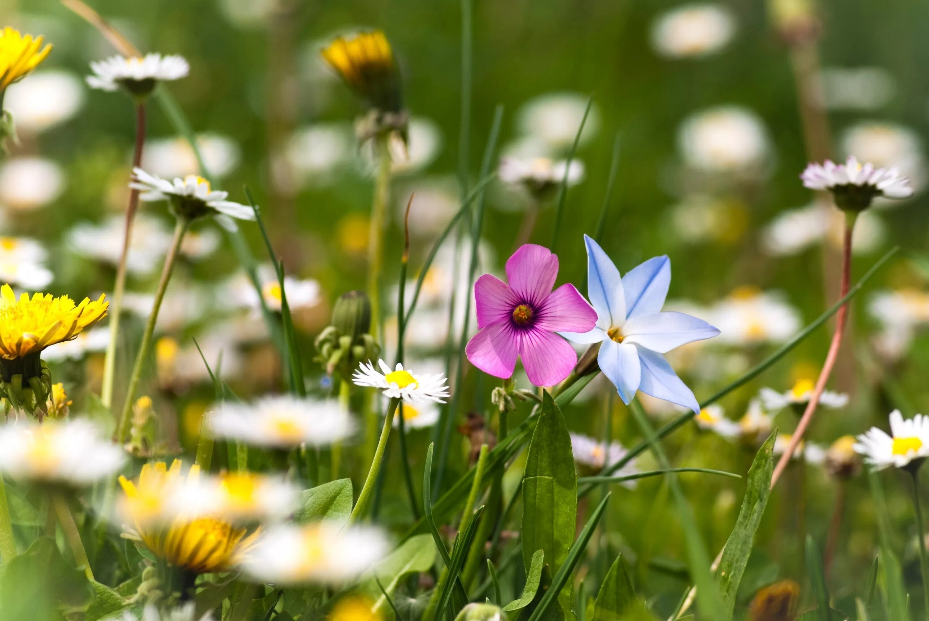 Летние растения фото Wallpaper : sunlight, flowers, nature, grass, field, summer, blossom, Daisy, flo
