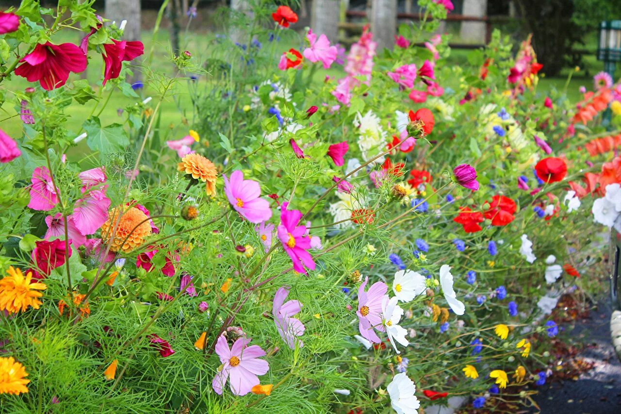 Летние растения фото Photos flower Many