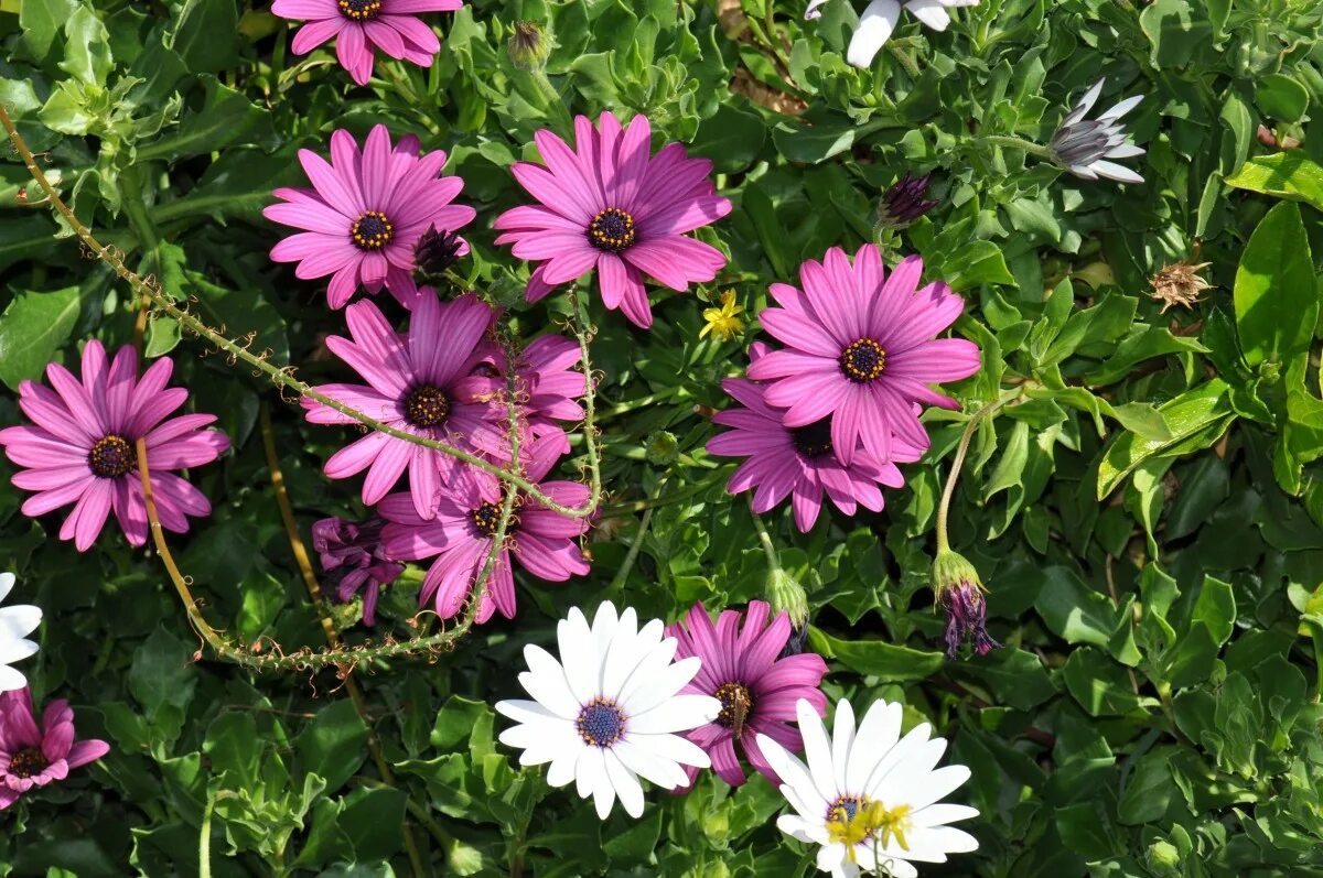 Летние садовые цветы фото и названия Free Images : nature, white, purple, petal, botany, flora, flowering plant, dais
