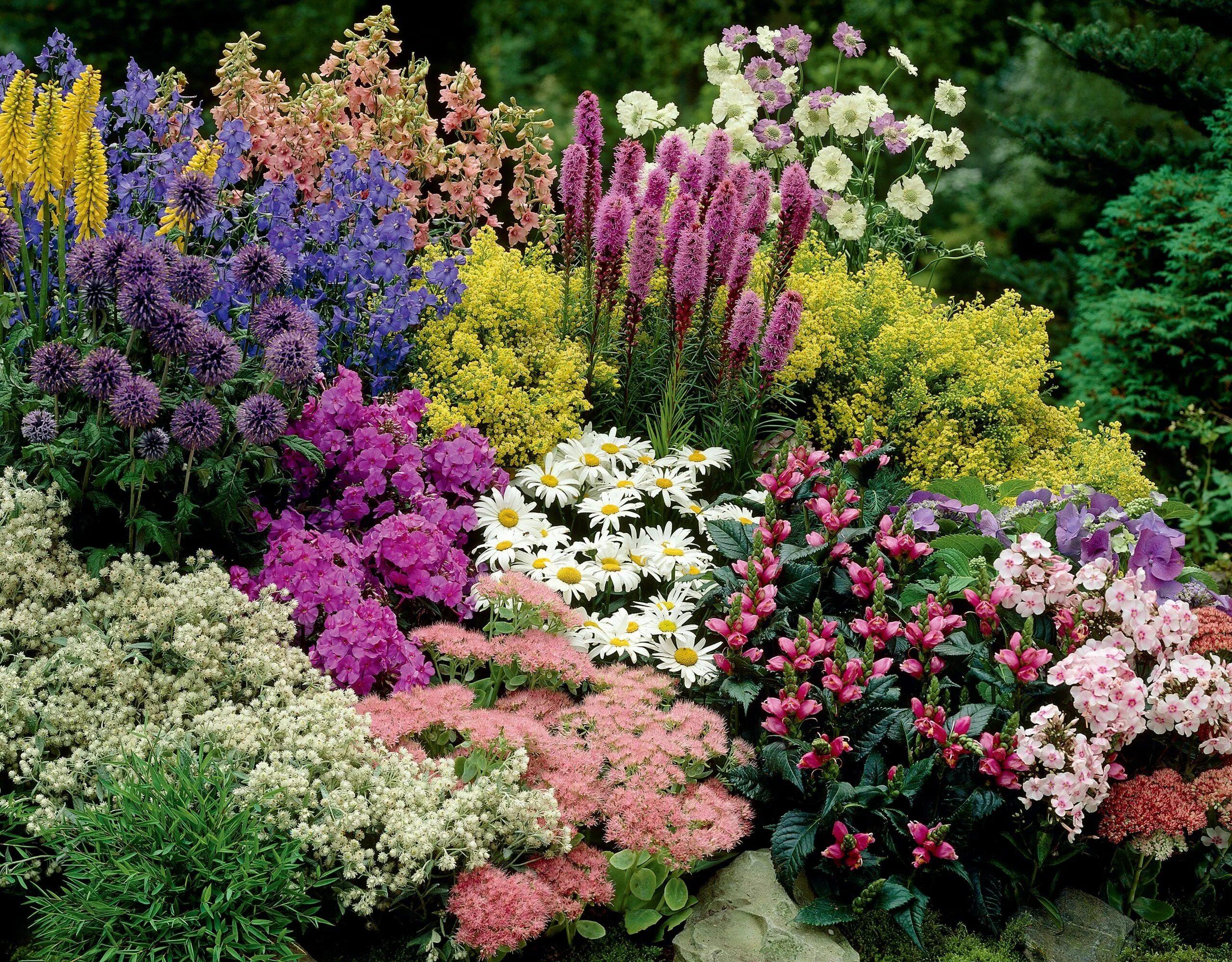 Летние садовые цветы фото и названия Create an easy-care perennial border on a budget Flower garden design, Inexpensi
