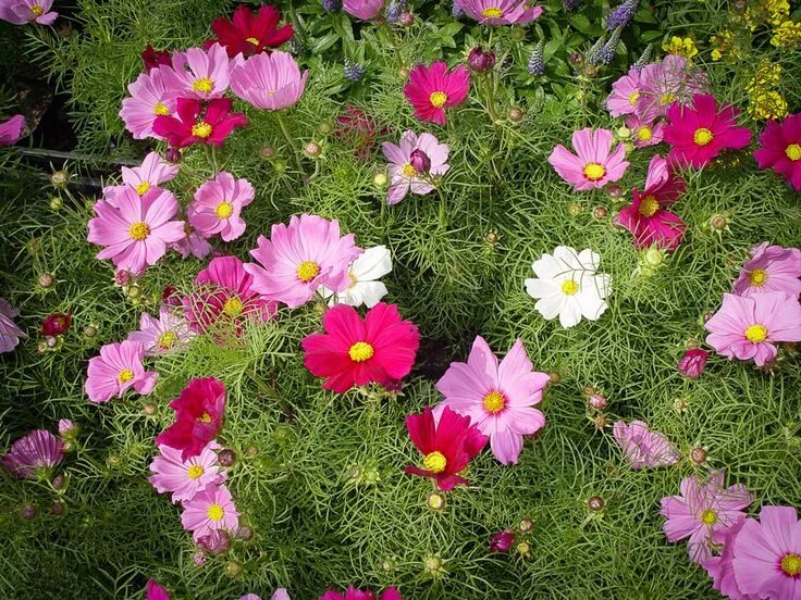 Летние садовые цветы фото и названия Pyntekorg, Kosmos, Cosmos bipinnatus Solhatt økologiske blomsterfrø Blomster, St