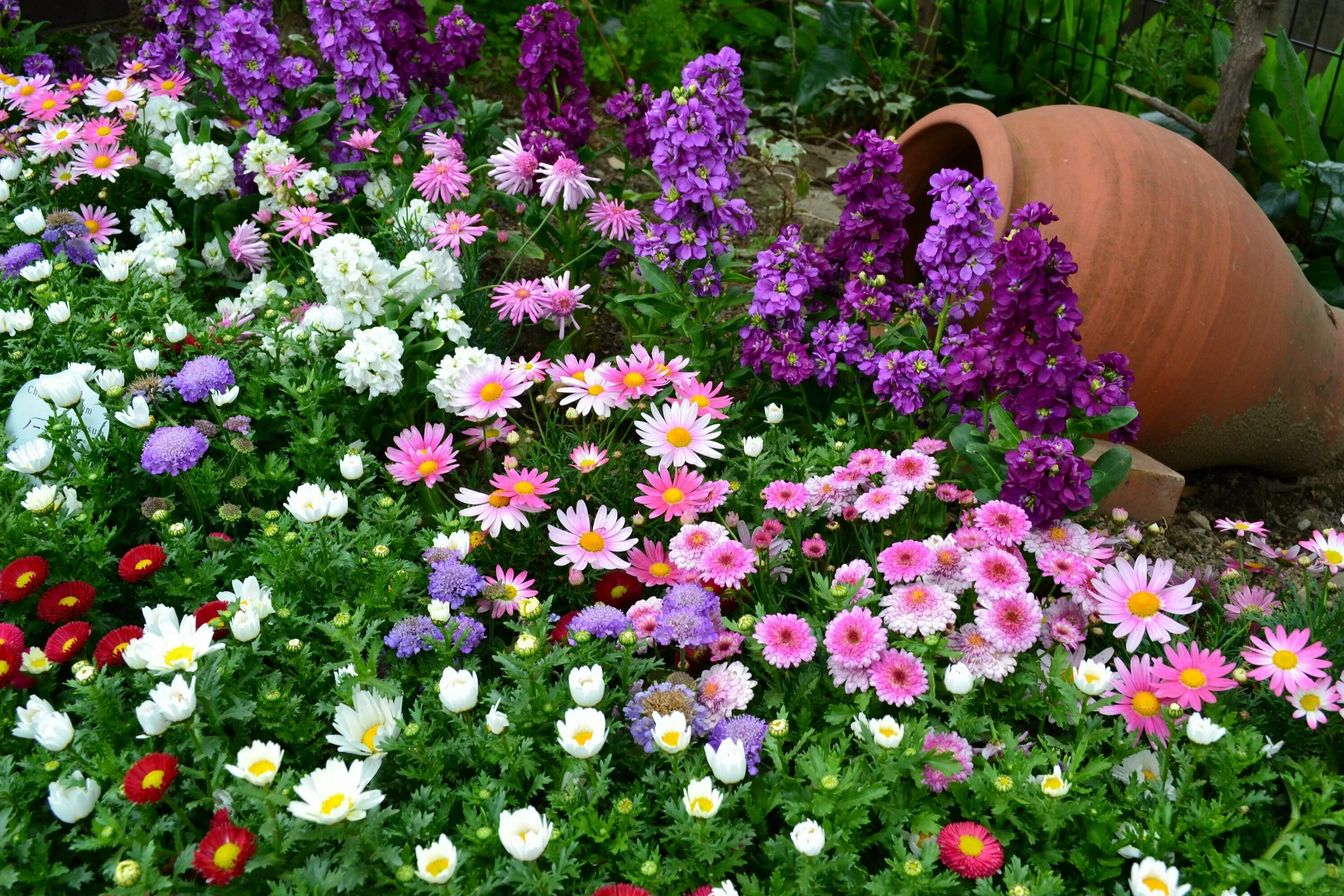 Летние садовые цветы фото и названия Gestalten Sie Ihre eigene Gartenschau - fresHouse Однолетние цветы, Посадка цвет