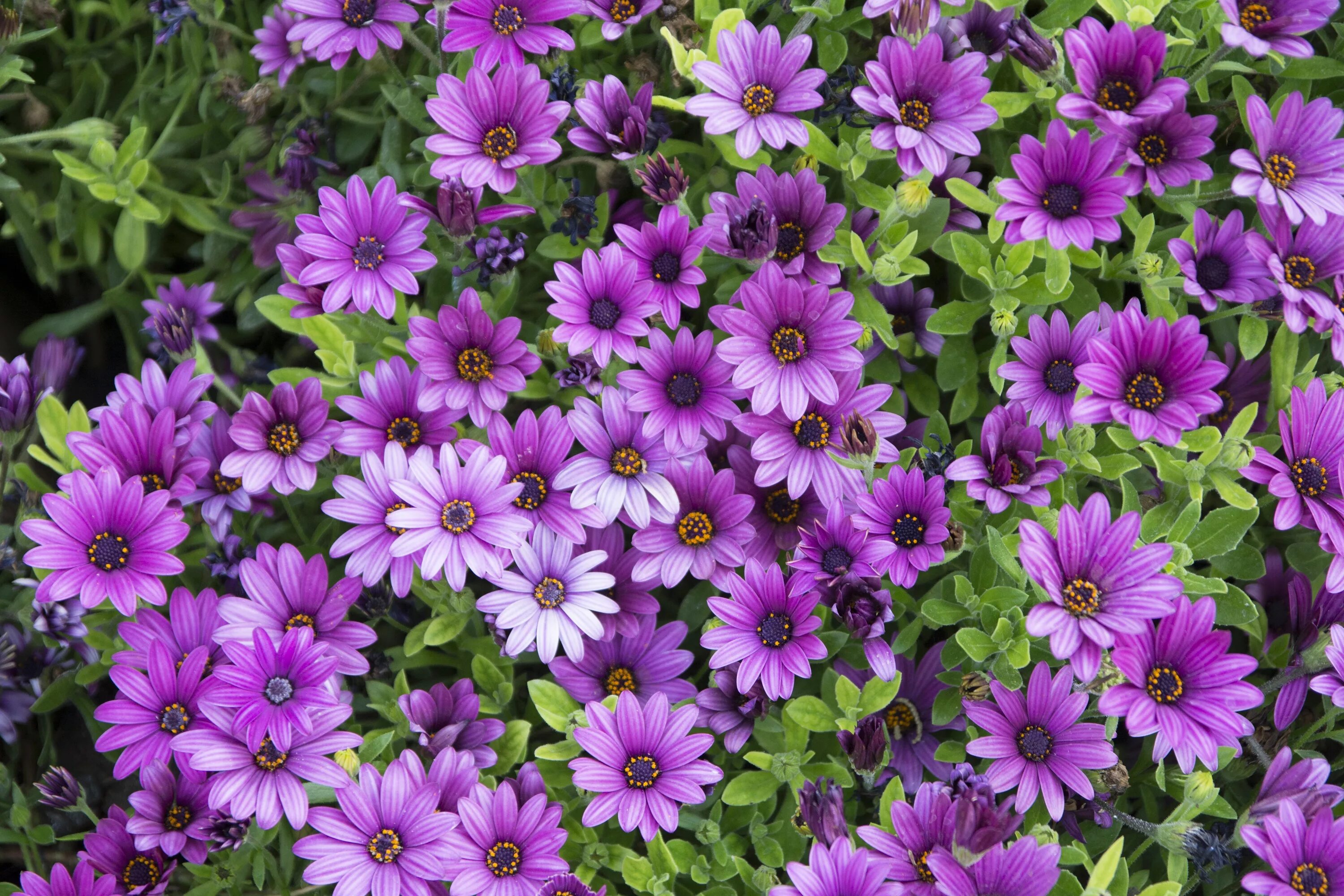 Летние садовые цветы фото и названия Free Images : nature, wild, spring, flora, wildflower, flowers, petals, lilac, p
